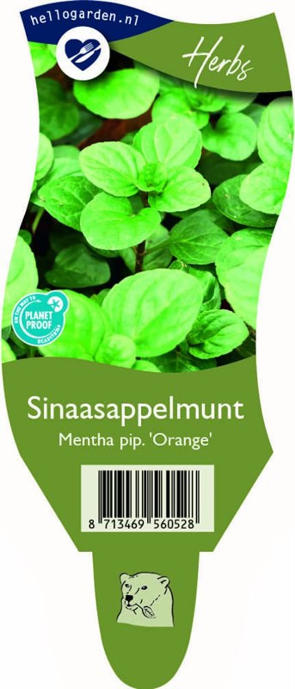 Mentha piperita 'Orange' - P11